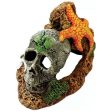 EXOTIC ENVIRONMENTS SKULL WITH STARFISH Sale