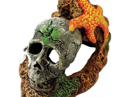 EXOTIC ENVIRONMENTS SKULL WITH STARFISH Sale