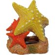 EXOTIC ENVIRONMENTS SEA STAR DUO Cheap